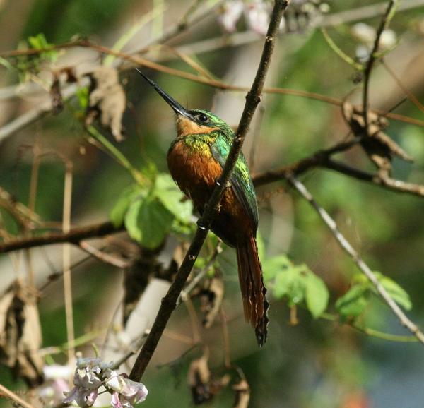 Rufous-tailed Jacamar