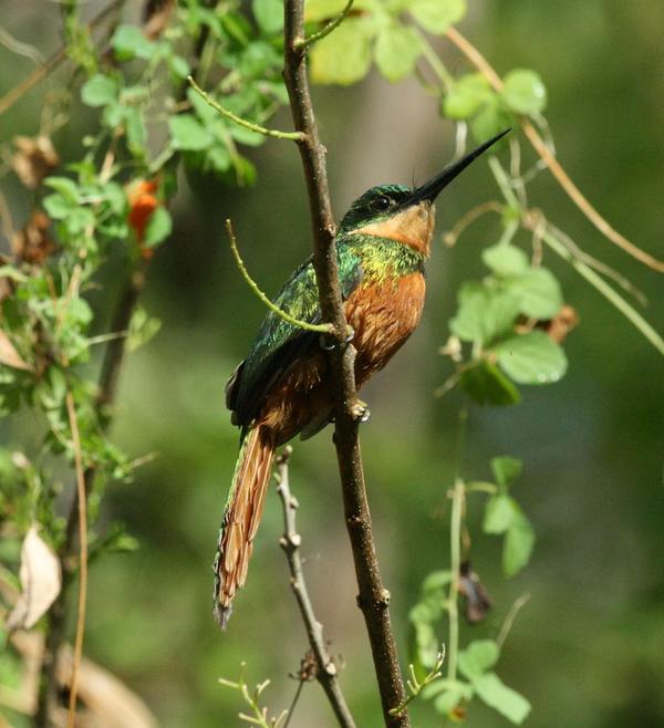 Rufous-tailed Jacamar