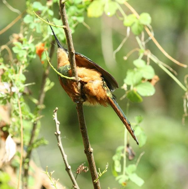 Rufous-tailed Jacamar