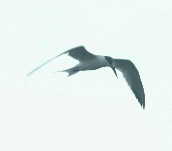Sandwich Tern Sandwich Tern