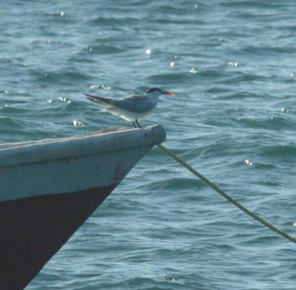 Sandwich Tern