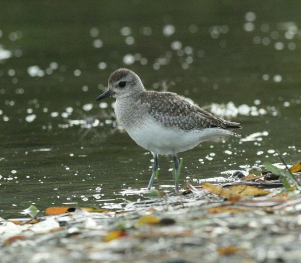 Semipalmated Plover