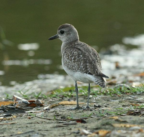 Semipalmated Plover