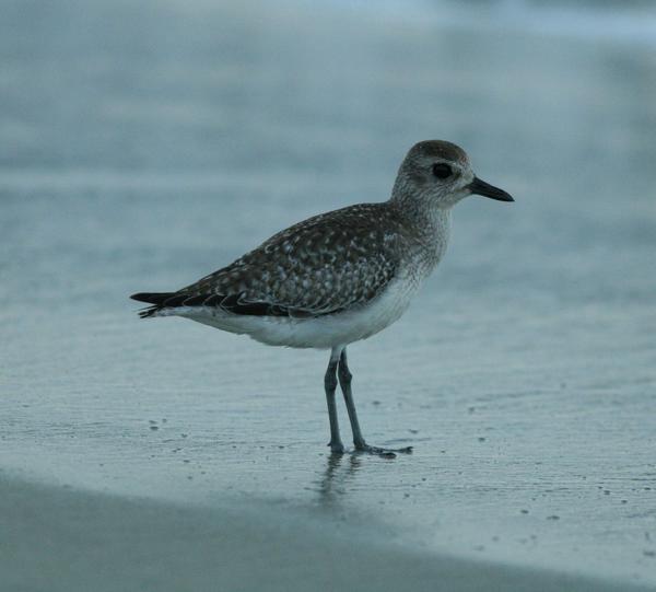 Semipalmated Plover