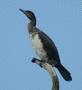 Great Cormorant