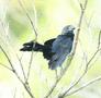 Smooth-billed Ani