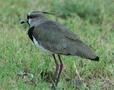 Southern Lapwing