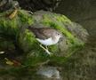 Spotted Sandpiper