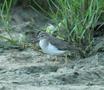 Spotted Sandpiper