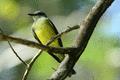 Tropical Kingbird