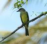 Tropical Kingbird