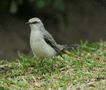 Tropical Mockingbird