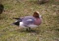 Eurasian Wigeon