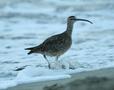 Whimbrel