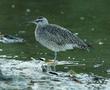 Whimbrel