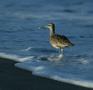 Whimbrel