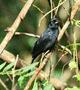 White-lined Tanager