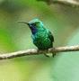 White-tailed Sabrewing