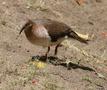 White-tipped Dove