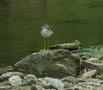 Lesser Yellowlegs