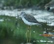 Lesser Yellowlegs