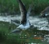 Lesser Yellowlegs