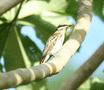 Streaked Flycatcher