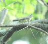 Yellow-bellied Elaenia