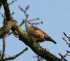 Eurasian Nuthatch