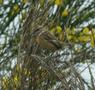 European Stonechat