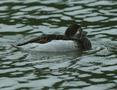 Long-tailed Duck