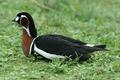 Red-breasted Goose