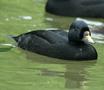 European Black Scoter