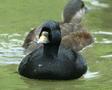 European Black Scoter