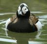 Long-tailed Duck