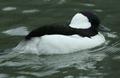 Bufflehead