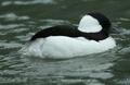 Bufflehead