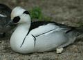 Smew