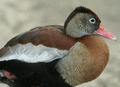 Ringed Teal