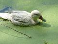 Northern Pintail