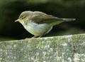 Willow Warbler