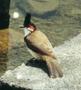 Red Whiskered Bulbul