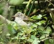 Whitethroat