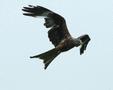 Red Kite