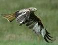 Red Kite