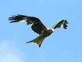 Red Kite