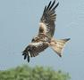 Red Kite