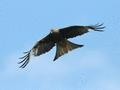 Red Kite