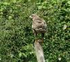 Common Buzzard