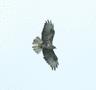 Common Buzzard